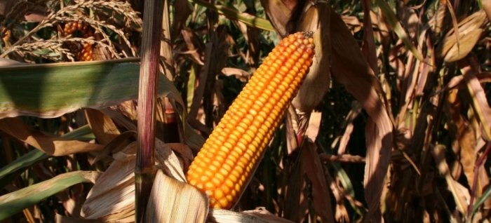 idea99corn_pau_27th_Aug.jpg