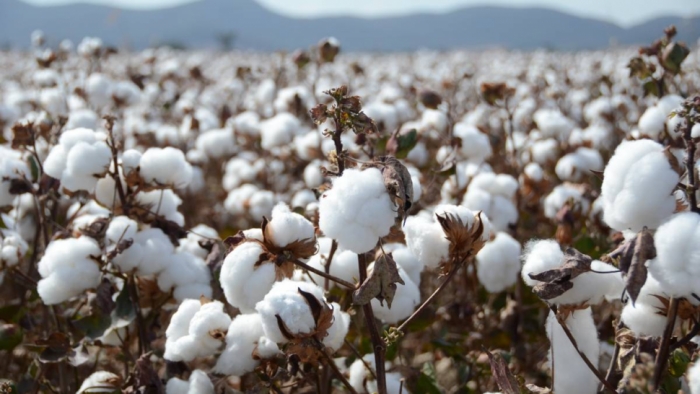 idea99cotton-ak.jpg