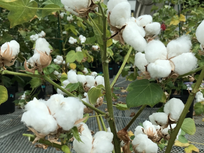 idea99cotton-bulbs-oct-17-19.jpg idea99cotton-bulbs-oct-17-19.jpg