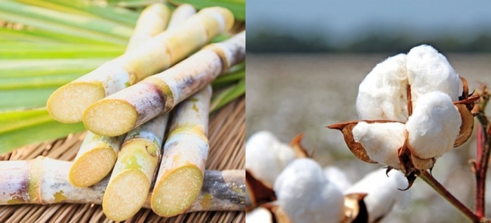 idea99cotton_and_sugarcane.jpg idea99cotton_and_sugarcane.jpg
