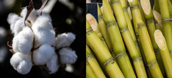 idea99cotton_and_sugarcane_crop_pau.jpg
