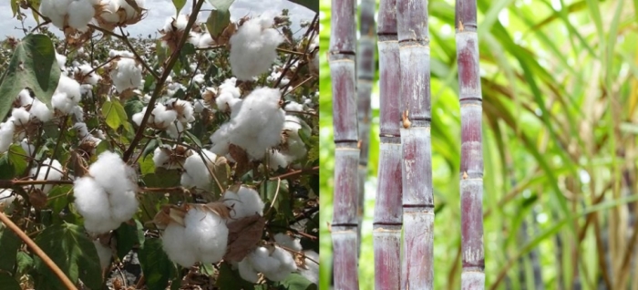 idea99cotton_and_sugarcane_pau_22nd_july.jpg