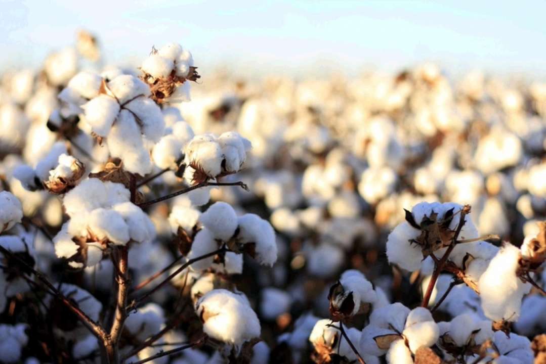 idea99cotton_crop.jpg idea99cotton_crop.jpg