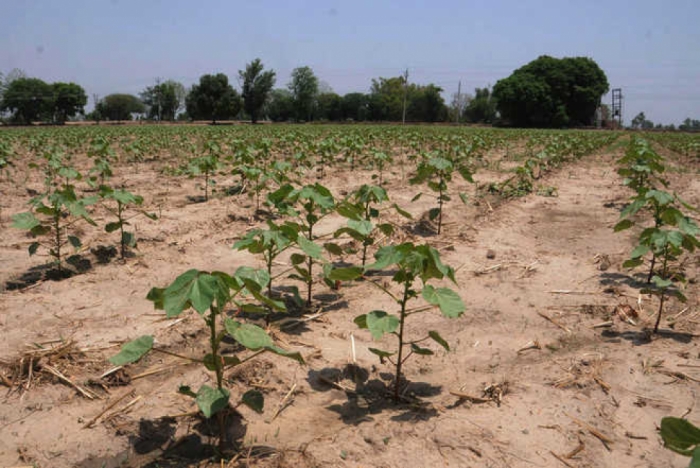 idea99cotton_crop_sowing_pb.jpg