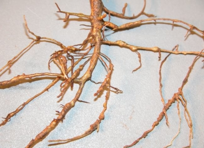 idea99cotton_nematode_1.jpg idea99cotton_nematode_1.jpg
