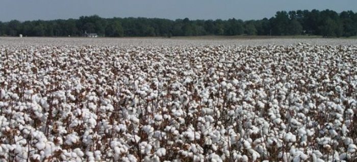 idea99cotton_pau.jpg