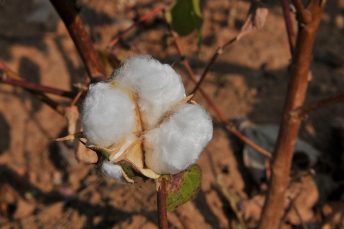 idea99cotton_sowing.jpg