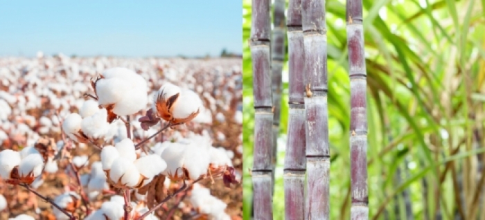idea99cotton_sugarcane_pau.jpg idea99cotton_sugarcane_pau.jpg