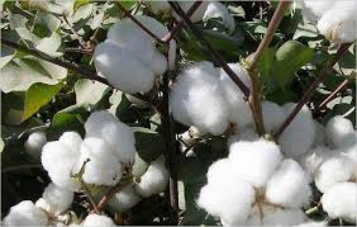 idea99cotton_swoing_rajasthan_advisory.jpeg