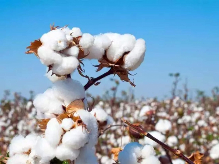 idea99cotton_varieties_haryana.jpg