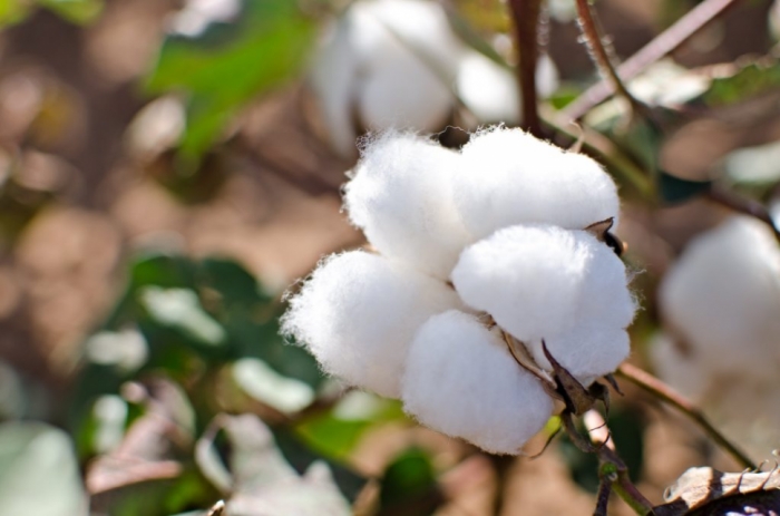 idea99cotton_varieties_rj.jpg