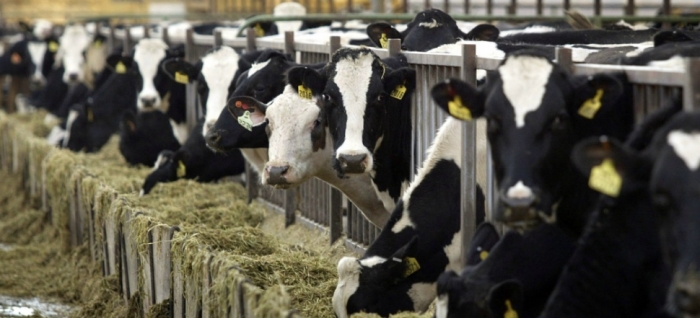 idea99cow.jpg idea99cow.jpg