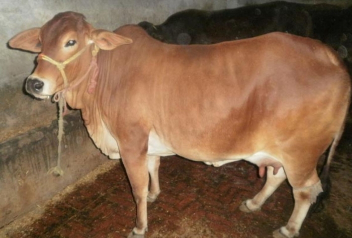 idea99cow_1543475588.jpeg idea99cow_1543475588.jpeg