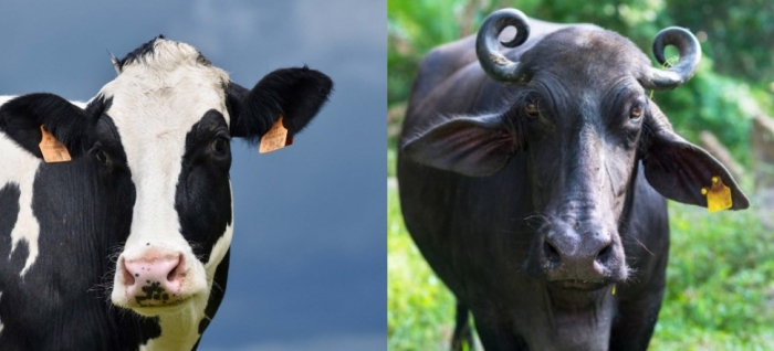 idea99cow_and_buffalo.jpg