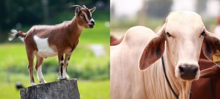 idea99cow_and_goat.jpg idea99cow_and_goat.jpg