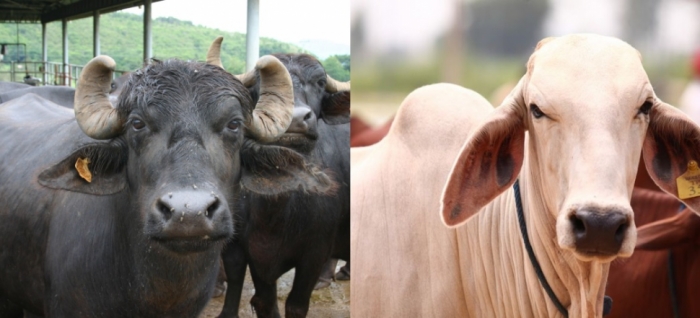 idea99cow_uttarkhand.jpg idea99cow_uttarkhand.jpg