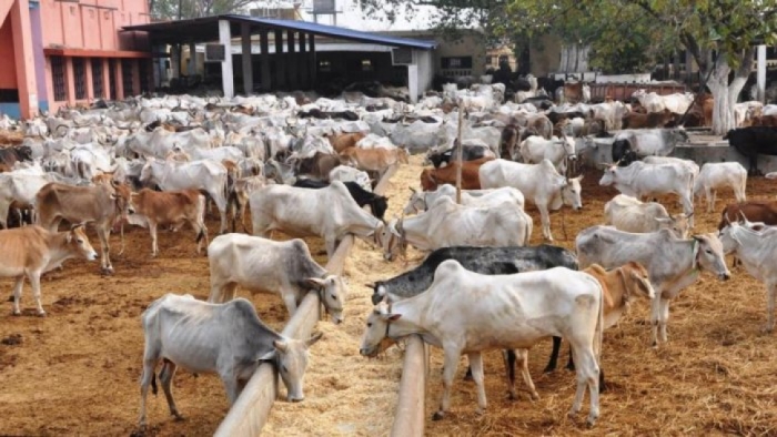 idea99cows_disease.jpg