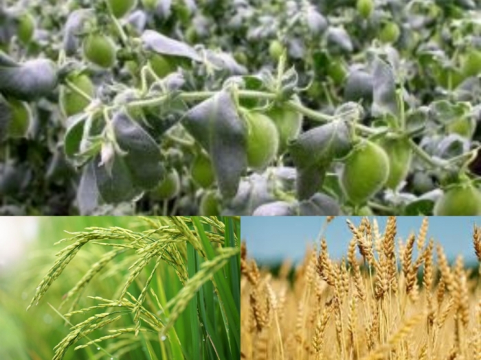 idea99crops.jpg idea99crops.jpg