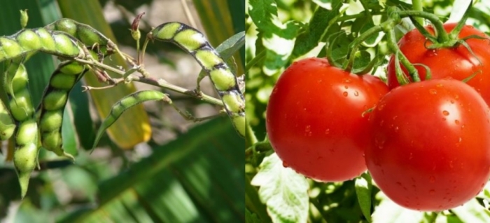 idea99crops_08th_jun.jpg idea99crops_08th_jun.jpg