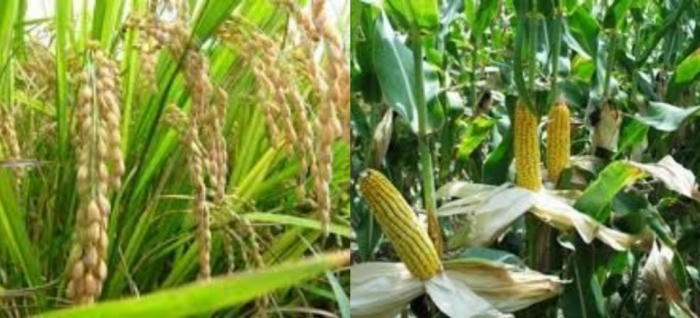 idea99crops_27th_jan_arunachal_pradesh.jpg idea99crops_27th_jan_arunachal_pradesh.jpg