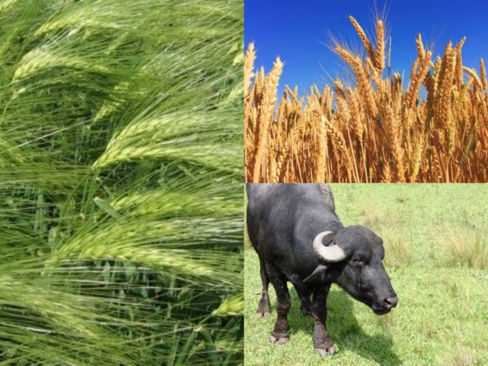 idea99crops_and_livestock.jpg