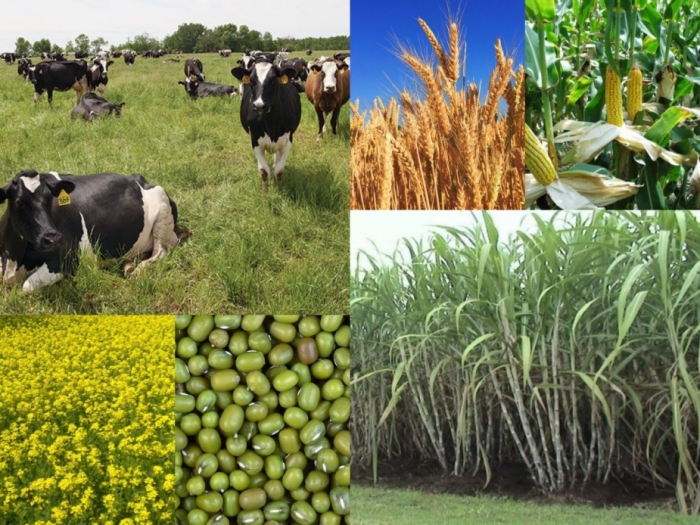 idea99crops_bihar.jpg idea99crops_bihar.jpg