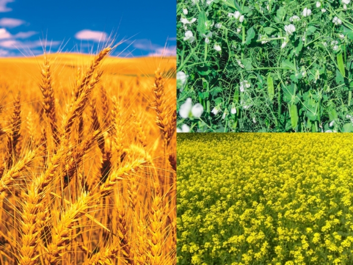 idea99crops_gkms.jpg