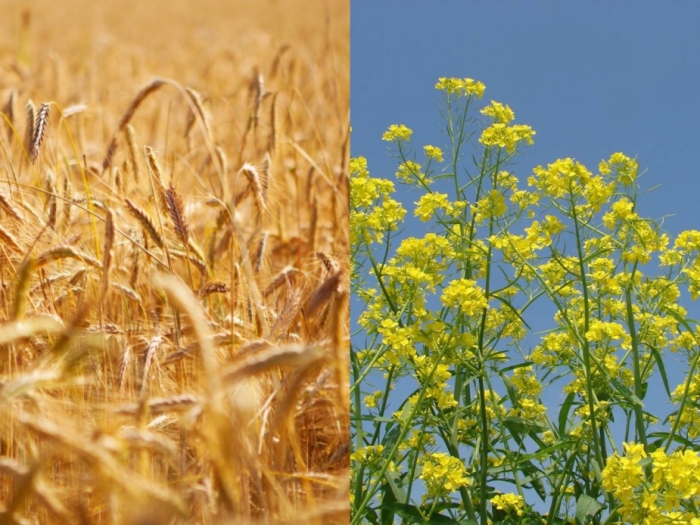 idea99crops_gkms_una_.jpg idea99crops_gkms_una_.jpg