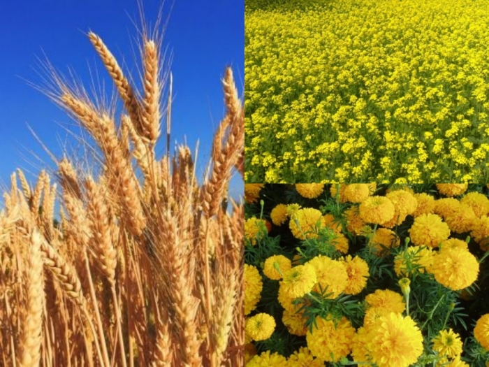 idea99crops_icar_.jpg