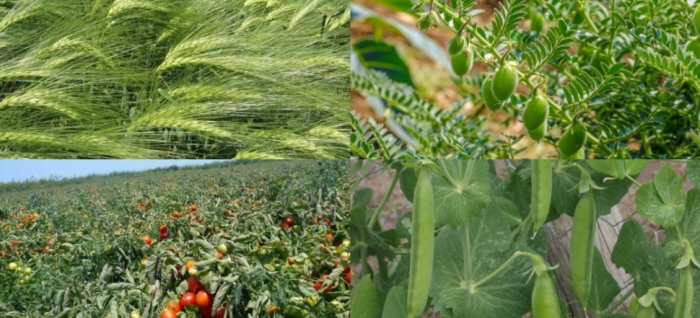 idea99crops_nanital.jpg idea99crops_nanital.jpg