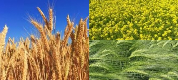 idea99crops_nanital_14th_jan_.jpg