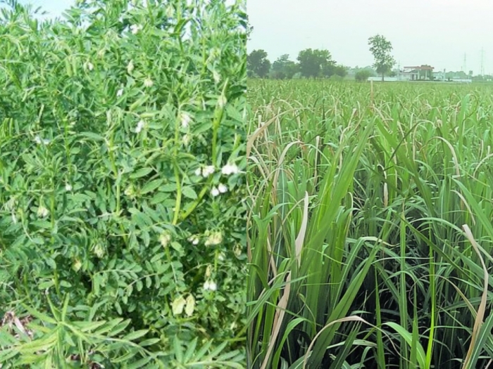 idea99crops_pau_punjasdd.jpg