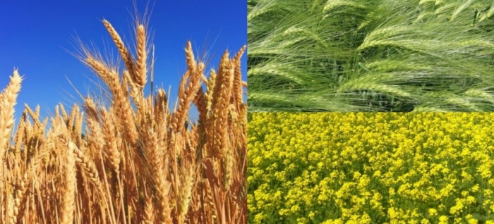 idea99crops_uttarkhand.jpg idea99crops_uttarkhand.jpg