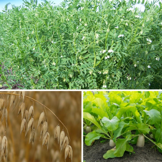 idea99cropss.jpg idea99cropss.jpg