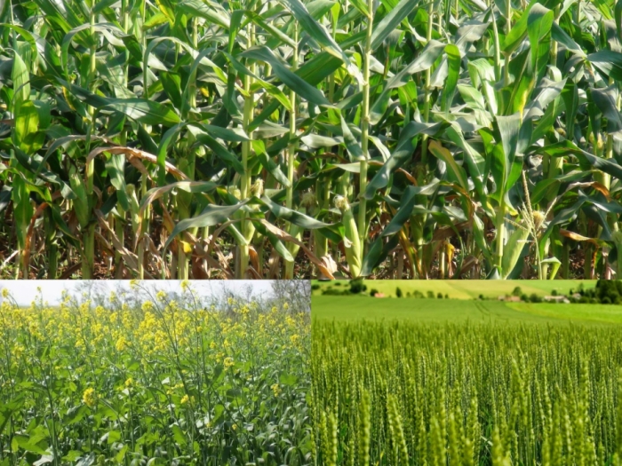 idea99cropsssss_bihar.jpg