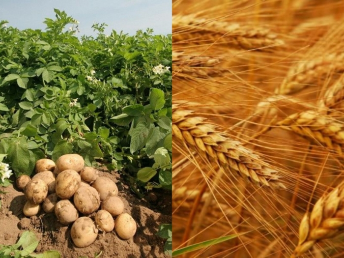 idea99cropssssssssssss.jpg idea99cropssssssssssss.jpg