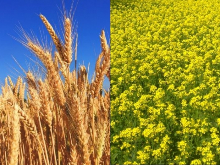 idea99cropssssssssssssss.jpg idea99cropssssssssssssss.jpg
