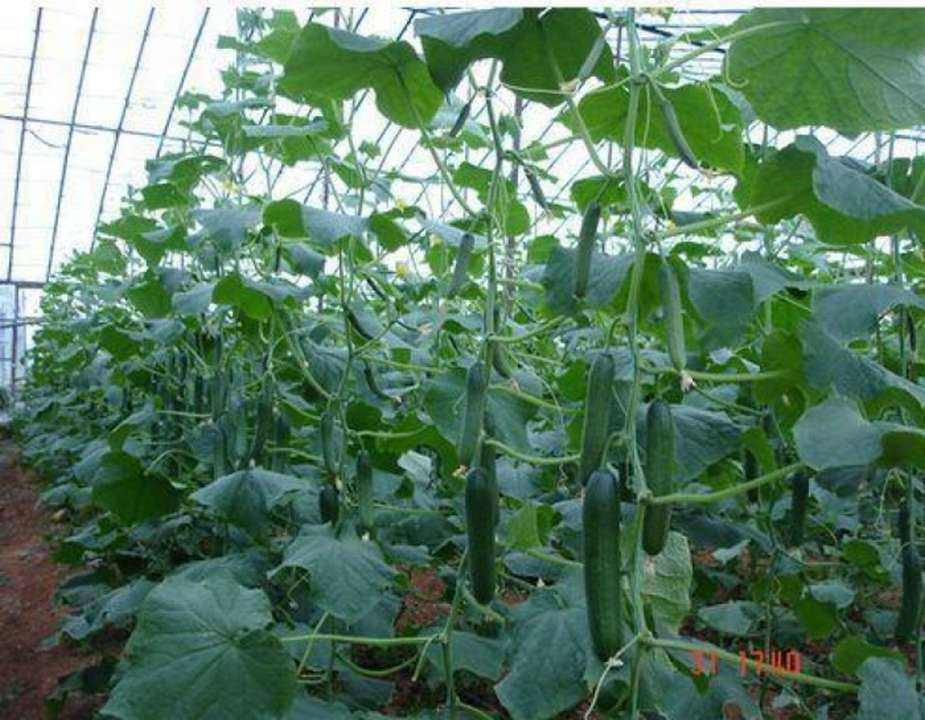 idea99cucumber_in_polyhouse.jpg
