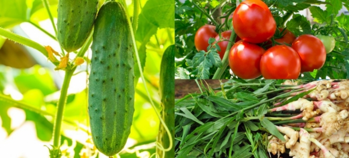 idea99cucumber_plant_23th_aug.jpg