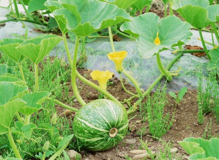 idea99cucurbit_crops.jpg