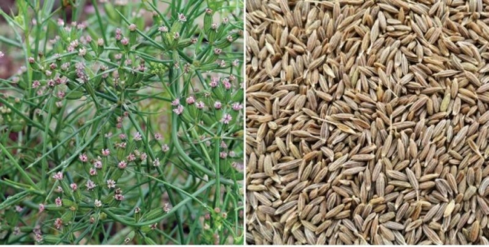 idea99cumin_crop.jpg