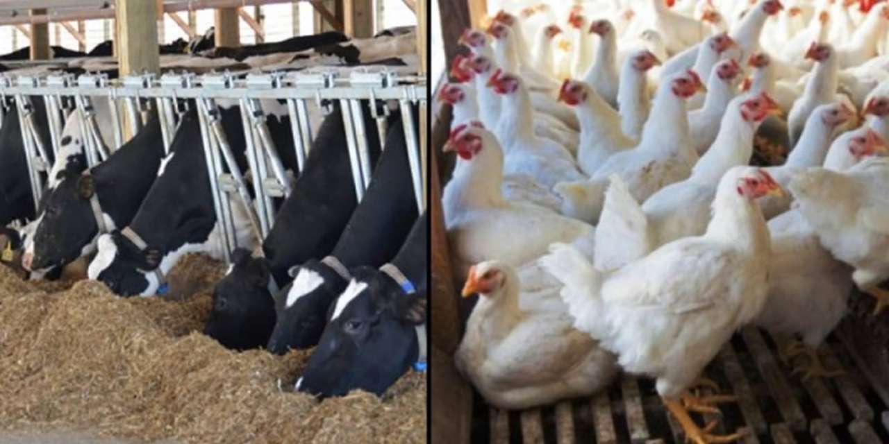 idea99dairy_and_poultry.jpg