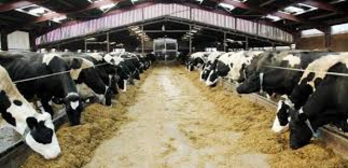 idea99dairy_care_summer_may_month.jpeg