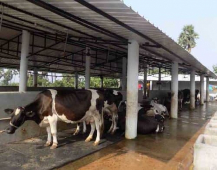 idea99dairy_farm-10-cows-e1544932381371.jpg