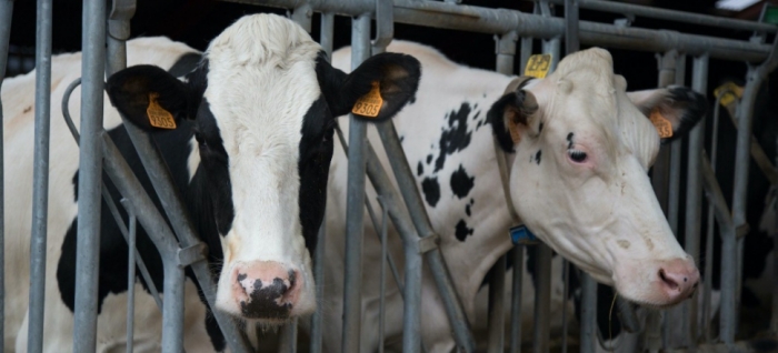 idea99dairy_farming.jpg idea99dairy_farming.jpg
