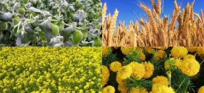 idea99delhi_crops_15th_jan.jpg