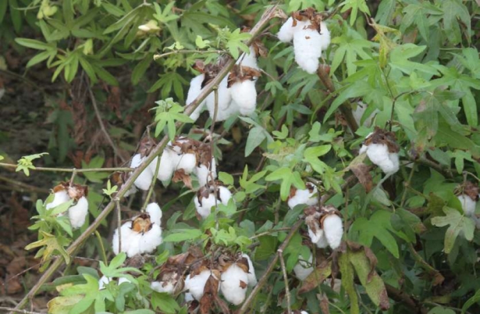 idea99desi_cottn.jpg