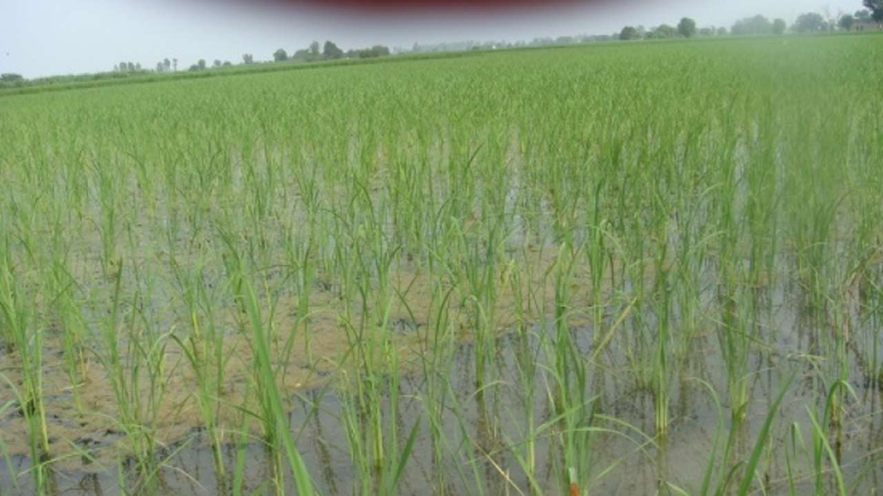 idea99direct_seeded_paddy.jpg idea99direct_seeded_paddy.jpg