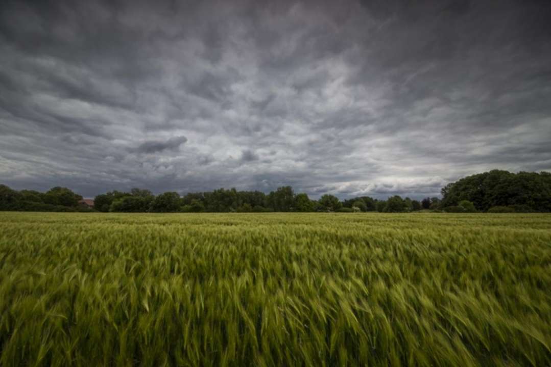 idea99field_of_crops_in_bad_weather_by_maldesowhat_c_adobestock_85927743.jpeg.jpg
