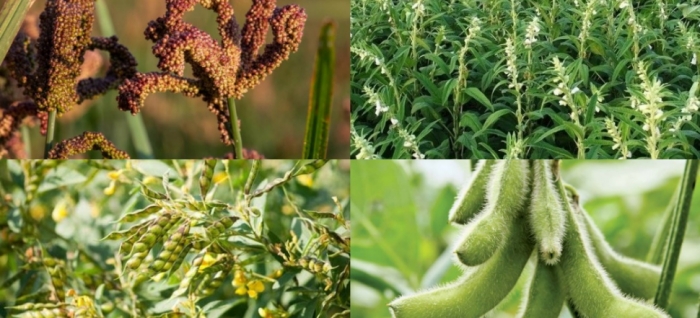 idea99finger_millet_uttarkhand.jpg